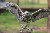 IMG_7927-1-1.jpg