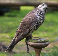 IMG_7940-1-1.jpg