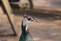 IMG_8068-1-1.jpg