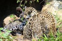 IMG_9043-11.jpg