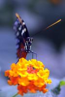 IMG_2417-11.jpg