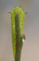 IMG_3085-11.jpg