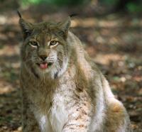 Biotopwildpark Anholter Schweiz Mai 2011 