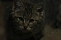 IMG_4784-11.jpg