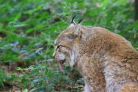 IMG_4930-11.jpg