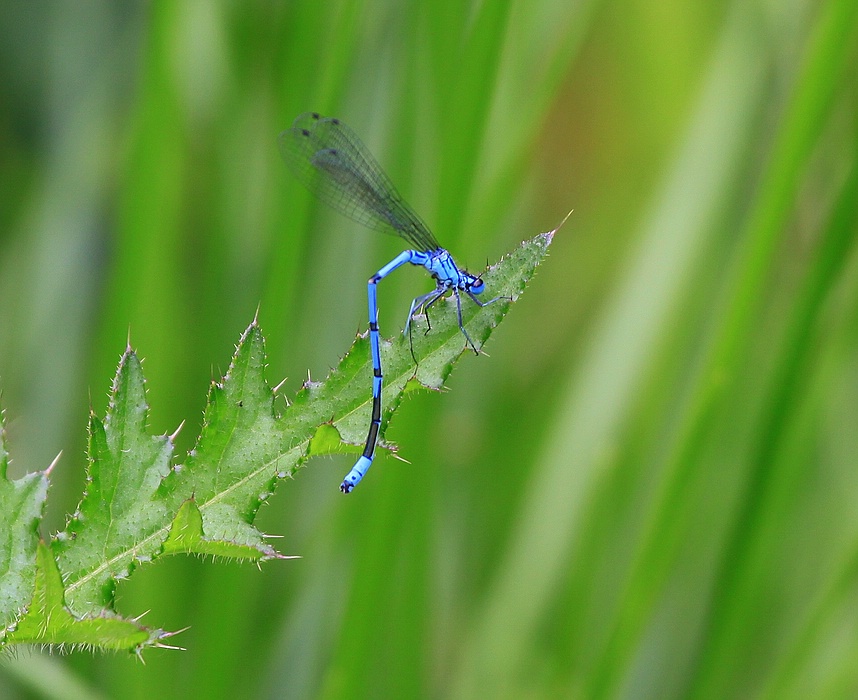 IMG_5250-11.jpg