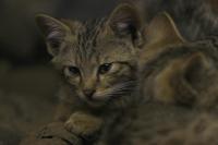 IMG_5302-11.jpg