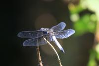 IMG_5720-11.jpg