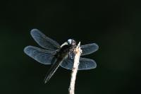 IMG_5751-11.jpg