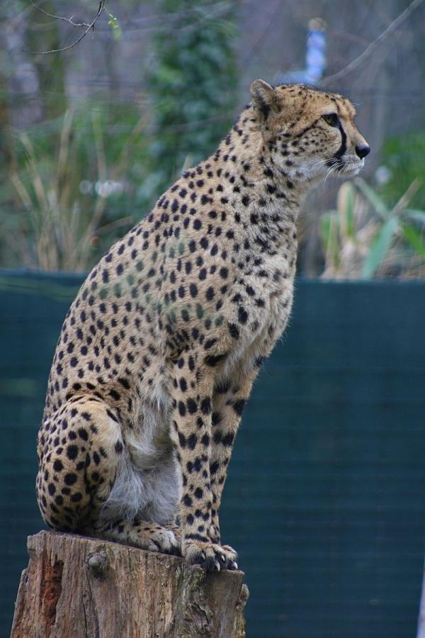 gepard.jpg