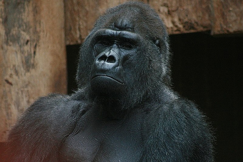 gorilla.jpg