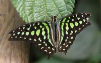 IMG_7787-11.jpg