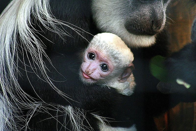 guereza2_250207.jpg