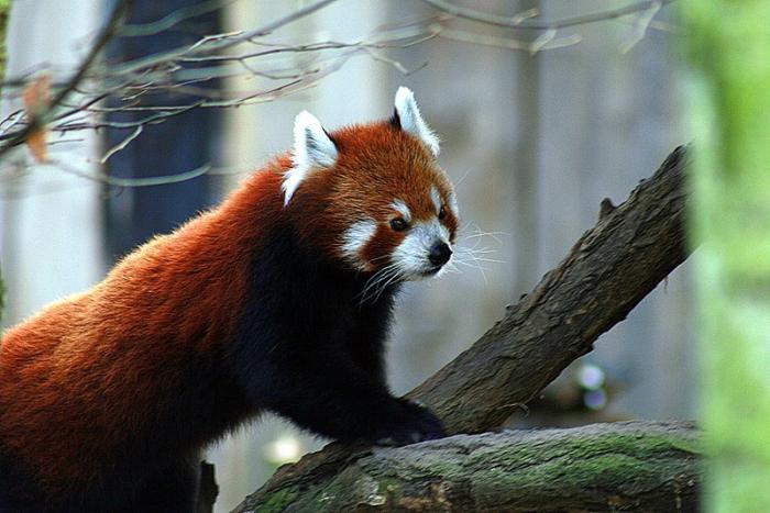 kl_panda-1.jpg