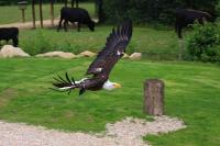IMG_8584-11.jpg