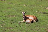 IMG_1381-1.jpg