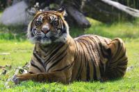 Burgers Zoo Juni 2011