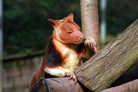 baumkaenguru_100307.jpg