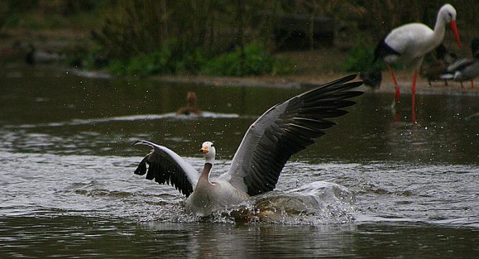 gans_250307-1.jpg