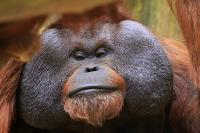 Krefelder Zoo Juli 2011