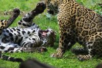 IMG_2053-11.jpg