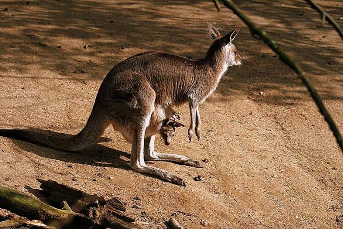 kaenguru2_100307.jpg