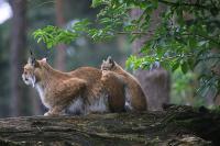 IMG_6407-11.jpg