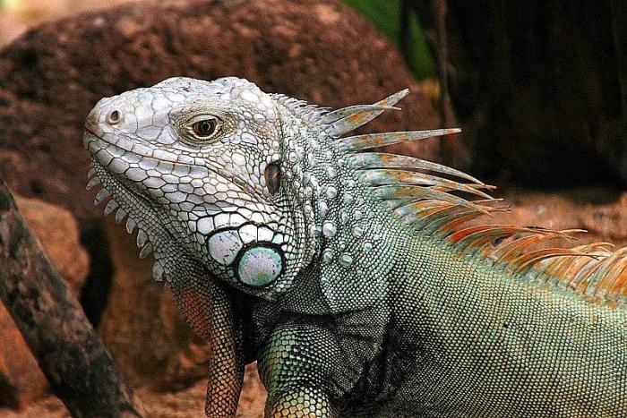 leguan3_120307.jpg