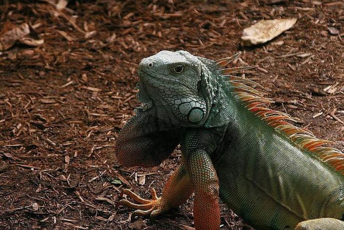 leguan5_120307.jpg
