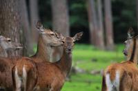 IMG_7247-11.jpg