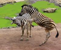 IMG_8182-11.jpg