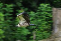 IMG_8651-11.jpg