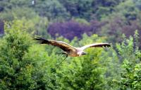 IMG_8726-11.jpg