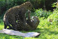 IMG_8047-11.jpg