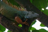 leguan.jpg