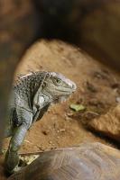 leguan1.jpg
