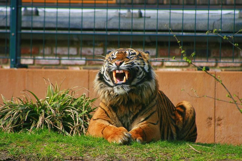 tiger.jpg