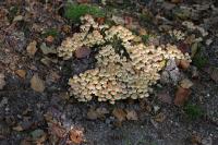 IMG_5023-11.jpg