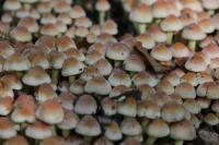 IMG_5025-11.jpg