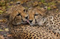 Krefelder Zoo Oktober 2011 