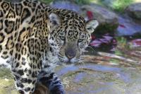 IMG_4462-11.jpg