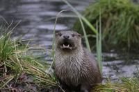 Biotopwildpark Anholter Schweiz Januar 2012