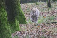 IMG_5788-11.jpg