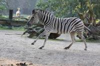 IMG_1358-11.jpg