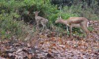IMG_2617-11.jpg