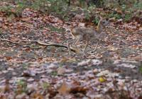IMG_2621-11.jpg