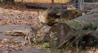 IMG_2628-11.jpg