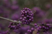 IMG_2894-11.jpg