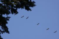 IMG_3084-11.jpg