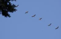 IMG_3100-11.jpg